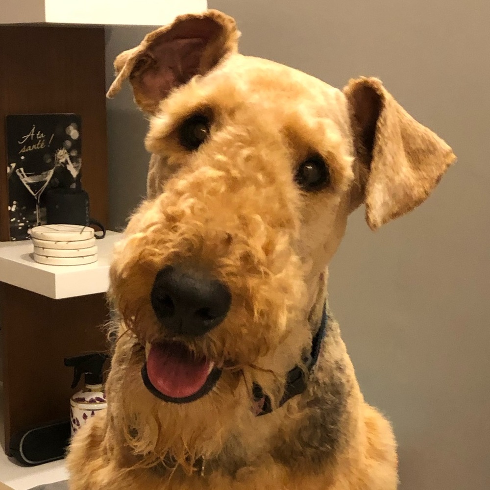 Meet your Posher, Audrey